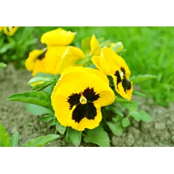 Large flowered  garden pansy - yellow with black dot - 400 seeds