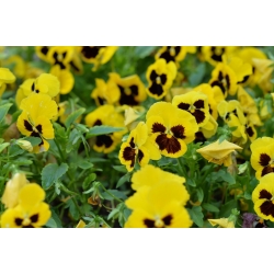 Велика цветна баштеница - жута са црном тачком - 400 семена - Viola x wittrockiana 