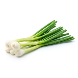 Onion "Aviv" - white variety for marinades - 1000 seeds