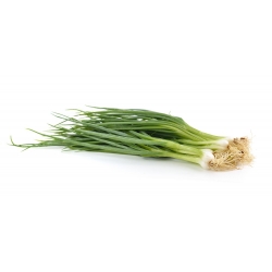 Welsh onion "Bajkal" - dlhotrvajúce a chutné zelené - 500 semien - Allium fistulosum  - semená
