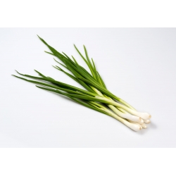 Welsh onion "Bajkal" - dlhotrvajúce a chutné zelené - 500 semien - Allium fistulosum  - semená