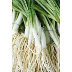 Уелски лук "Байкал" - дълготрайна и вкусна зеленина - 500 семена - Allium fistulosum 