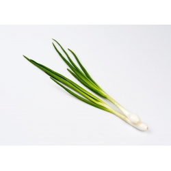 Welsh onion "Baikal" - long lasting and delicious greens - 500 seeds