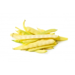 Bean "Supernano Giallo" - một giống đậu lùn bình thường - 25 hạt - Phaseolus vulgaris L.