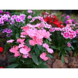 Fainbow pink - variety selection; China pink - 1100 seeds
