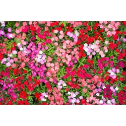 Fainbow rosa - utvalg utvalg; Kina rosa - 1100 frø - Dianthus chinensis