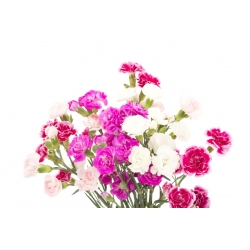 카네이션 - 다양한 선택; 정향 핑크 - 275 종자 - Dianthus caryophyllus - 씨앗