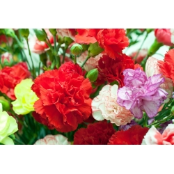 Carnation - variety selection; clove pink - 275 seeds