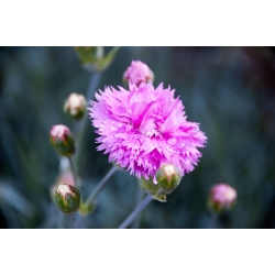 Звичайна рожева - сортова суміш; сад рожевий, дикий рожевий - 140 насінь - Dianthus plumarius - насіння