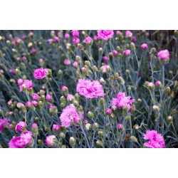 Mezcla de variedad rosa común; Jardín rosa, rosa salvaje - 140 semillas. - Dianthus plumarius