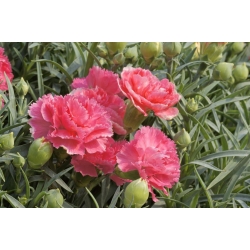 Carnation "Szabo" - mix de varietăți; cuișoare roz - 275 de semințe - Dianthus caryophyllus