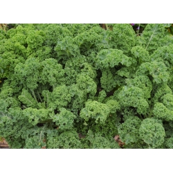 Кудрявая капуста - Halbhoher grüner krauser - 300 семена - Brassica oleracea L. var. sabellica L.