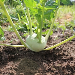 Kohlrabi, German turnip "White Vienna" - 260 seeds