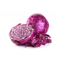 Red head cabbage "Koda" - 280 seeds