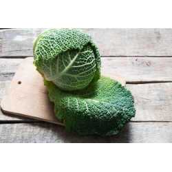 Savoy cabbage "Vertus 2" - 640 seeds