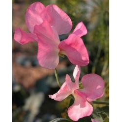 Насіння рожевого солодкого гороху - Lathyrus odoratus - 36 насіння