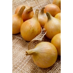 Onion Ailsa Craig seeds - Allium cepa - 500 seeds