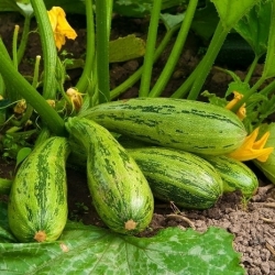 Zucchini Nimba semená - Cucurbita pepo - 12 semien