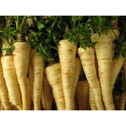 Root Parsley - Sugar - seeds - Petroselinum crispum - 4250 seeds