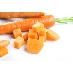 Morcov "Berlikumer 2 - perfecțiune" - varietate târzie - 4000 de semințe - Daucus carota