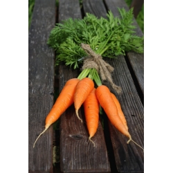 Морковь - Berlikumer 2 - Perfection - Daucus carota
