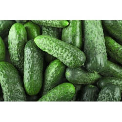 Cucumber "Andrus" - for pickles - 175 seeds