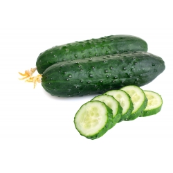 Cucumber "Kmicic" - pickling, bitterness-free variety - 105 seeds