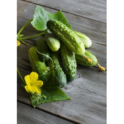 Gherkin Cucumber "Cornichon de Paris" - ideal for pickles - 70 seeds