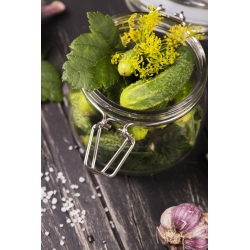 Kumara "Cornichon de Paris" - idealna za kumarice - 70 semen - Cucumis sativus - semena