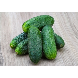 Gherkin Cucumber "Cornichon de Paris" - ideal for pickles - 70 seeds