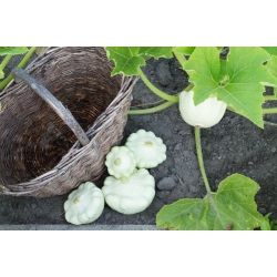 Biely pattypan squash "Disco" - 36 semien - Cucurbita pepo - semená