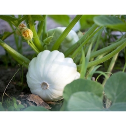 White pattypan squash "Disco" - 36 semințe - Cucurbita pepo
