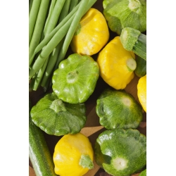 Zöld pattypan squash "Gagat" - 30 mag - Cucurbita pepo - magok