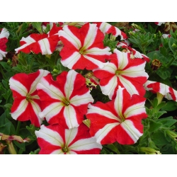Red petunia with double-coloured flowers - 80 seeds