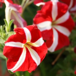 Petunia merah dengan bunga berwarna dua - 80 biji - Petunia x hybrida  - benih