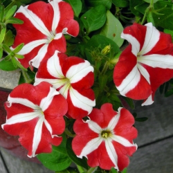 Pétunia - rojo - blanco - 80 semillas - Petunia x hybrida