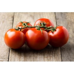 الطماطم "Antares" - مجموعة متنوعة للغاية مقاومة ، لا يحتاج إلى عمادا - Lycopersicon esculentum Mill. - ابذرة