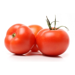 トマト「アンタレス」 - 非常に抵抗力のある品種、ステーキング不要 - Lycopersicon esculentum Mill. - シーズ