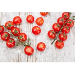 Чери домат "Cherrola" - за градинско и тунелно отглеждане - 20 семена - Lycopersicon esculentum Mill. 