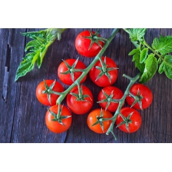 Чери домат "Cherrola" - за градинско и тунелно отглеждане - 20 семена - Lycopersicon esculentum Mill. 