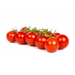 Vyšniniai pomidorai - Cherrola - 20 sėklos - Lycopersicon esculentum Mill.