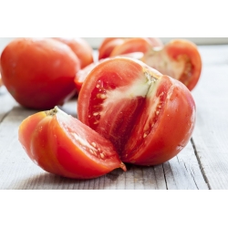 Tall tomato "Adam F1" - 64 seeds