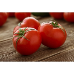 طويل القامة الطماطم "آدم F1" - 64 البذور - Lycopersicon esculentum Mill  - ابذرة