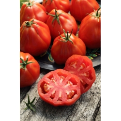 高大的番茄“红梨” -  120粒种子 - Lycopersicon esculentum Mill  - 種子