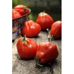 گوجه فرنگی بلند "گلابی قرمز" - 120 دانه - Lycopersicon esculentum Mill 