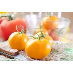 Tomat - Złoty Ożarowski - 80 seemned - Lycopersicon esculentum Mill