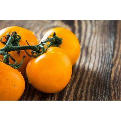 Tomate - Złoty Ożarowski - 80 graines - Lycopersicon esculentum Mill