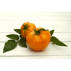 الطماطم "الذهبي أوزاروسكي" - 80 بذور - Lycopersicon esculentum Mill  - ابذرة