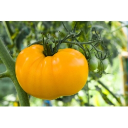 Tomate - Golden Ozarowski - 80 sementes - Lycopersicon esculentum Mill