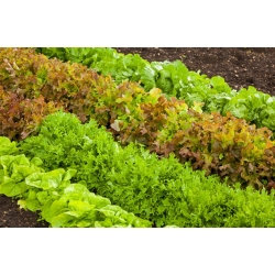 Kerti saláta - színkeverék - 450 magok - Lectuca sativa
